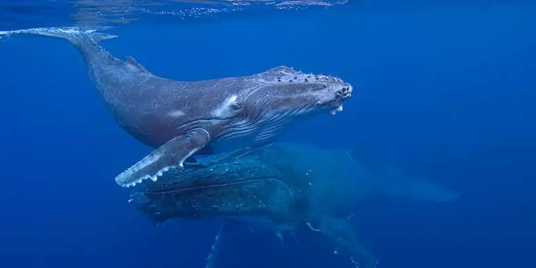 On May 22nd, we will recognize the International Day for Biological Diversity.