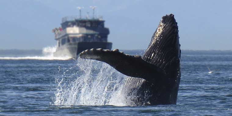 Safeguarding marine life and the world’s energy future